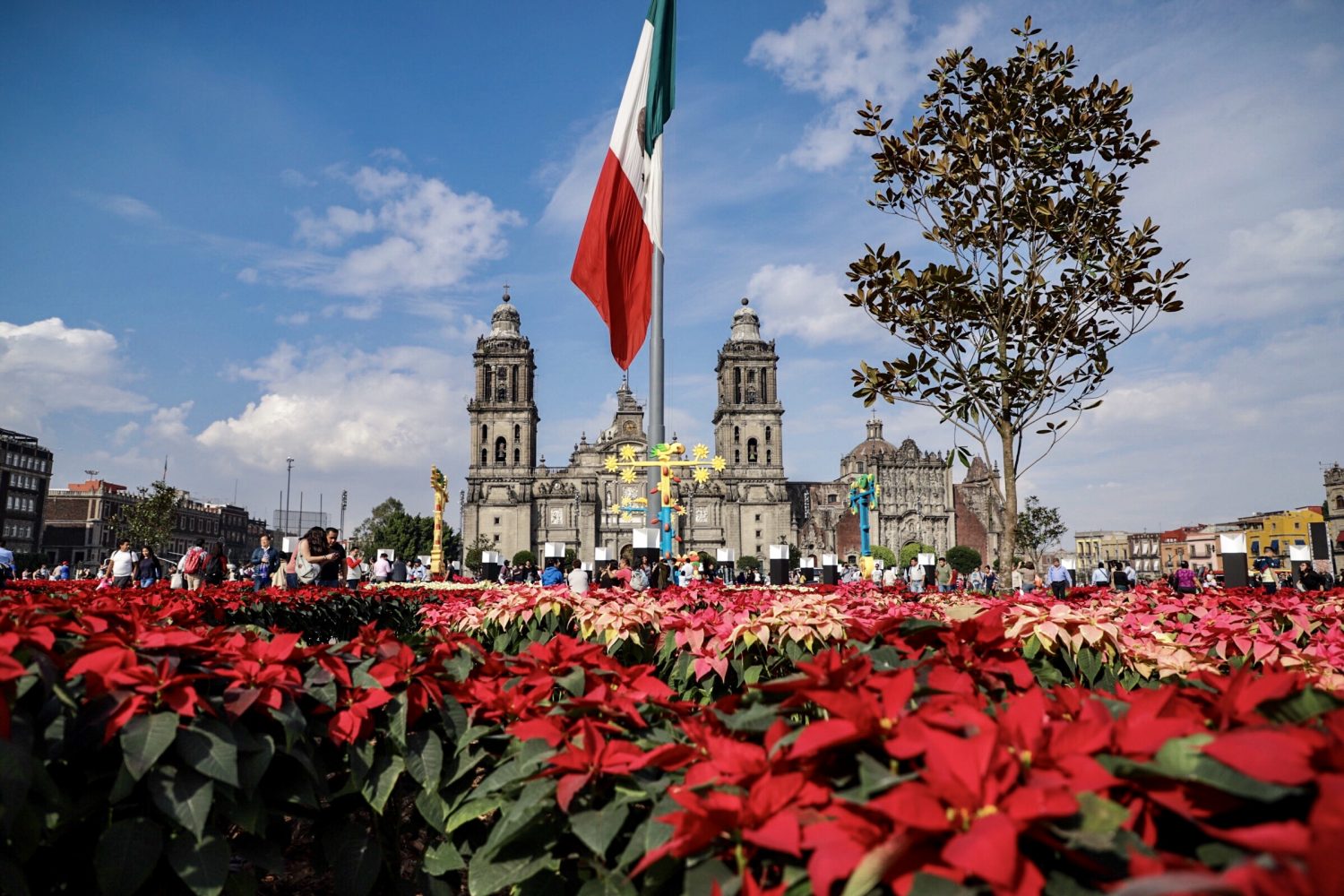 Llega el Festival Flores de Nochebuena a la CDMX con 1 millón de ejemplares