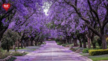 Jiquilpan, el pueblo mágico también llamado la Ciudad de las Jacarandas