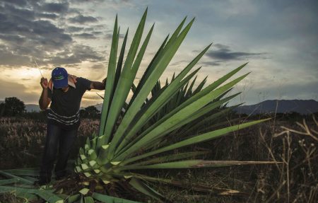 Santiago Matatlán, la capital mundial del mezcal, su historia y cultura