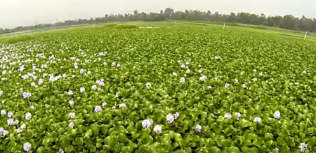 Gracias a un drone, conoce los canales de Xochimilco desde las alturas (VIDEO)