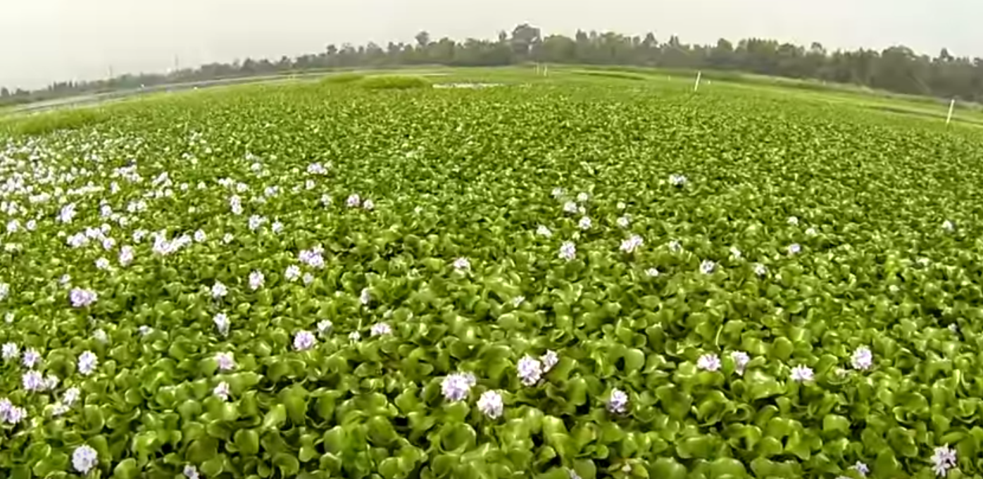 Gracias a un drone, conoce los canales de Xochimilco desde las alturas (VIDEO)