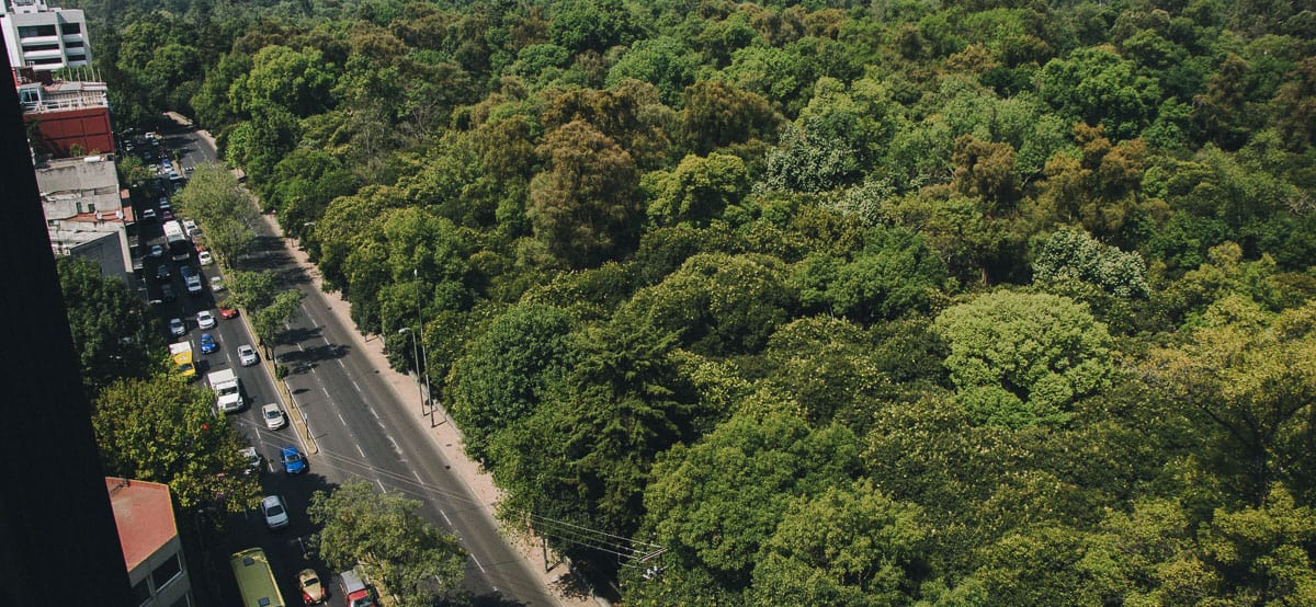 Colabora en las iniciativas de reforestación en el zoológico de Chapultepec