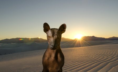 La leyenda del Xoloitzcuintle, el perro azteca que guía a los difuntos por el inframundo