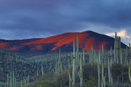 Zapotitlan Salinas, navega este fascinante oceano de cactus