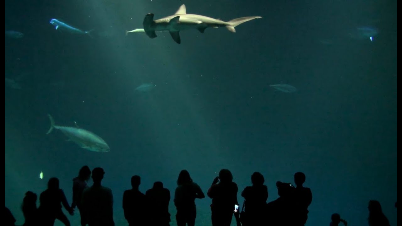 Zoológicos y acuarios en línea para visitar sin salir de casa