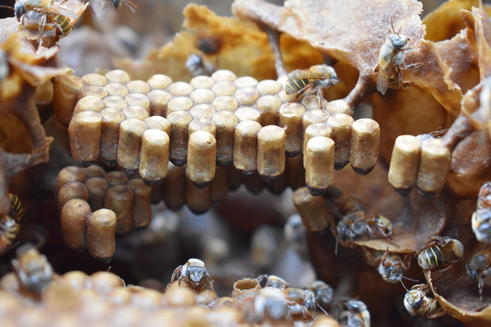 Damas de miel: acciones para la preservación de las abejas nativas mexicanas