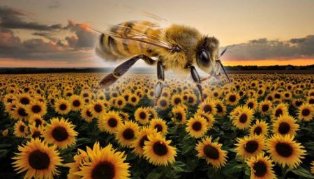 200,000 girasoles fueron plantados en Oaxaca para salvar a las abejas