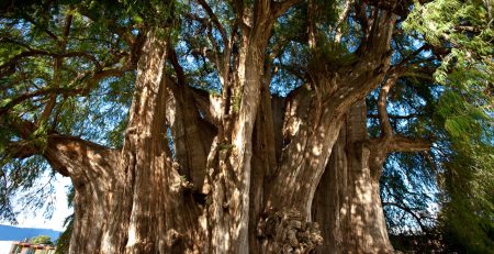 El milenario árbol del tule, símbolo mexicano