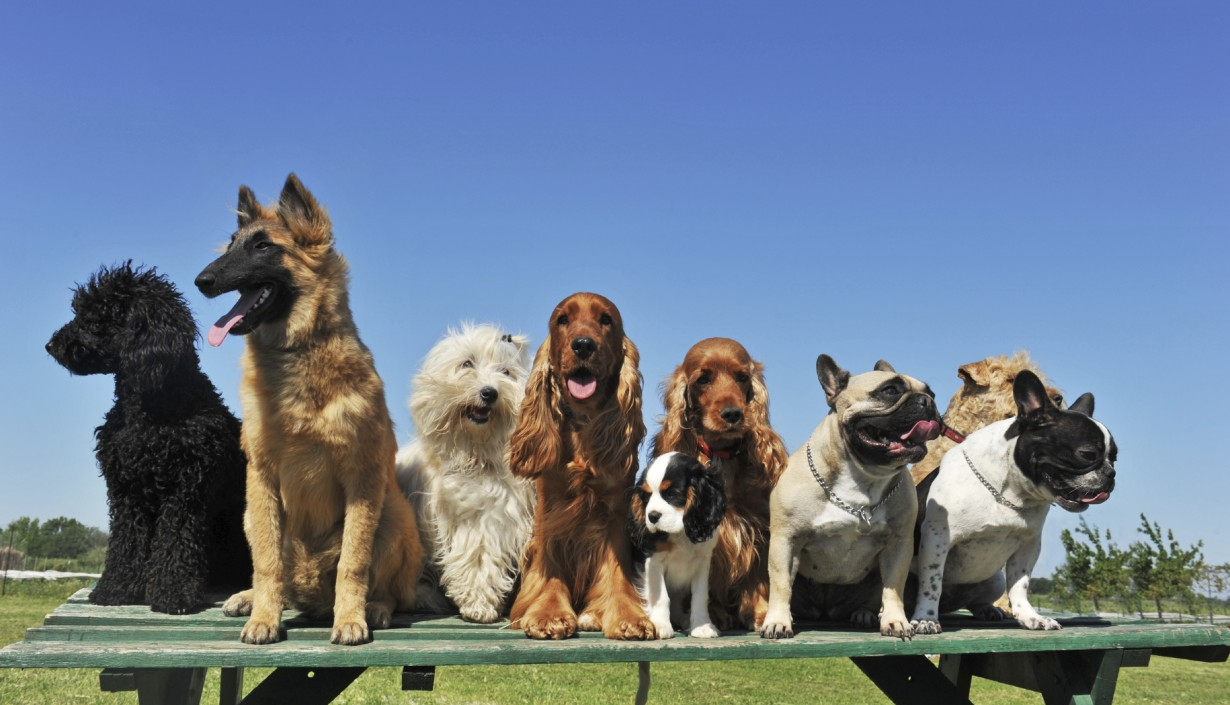 UNAM ofrece un genial curso de entrenamiento canino