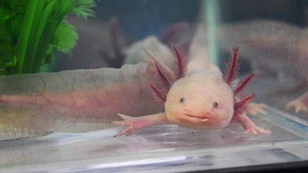 Adoptaxolotl 2024: ayuda a este hermoso anfibio en peligro de extinción