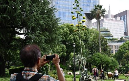 Agave mexicano regala espectáculo natural al florecer en un parque de Tokio, Japón