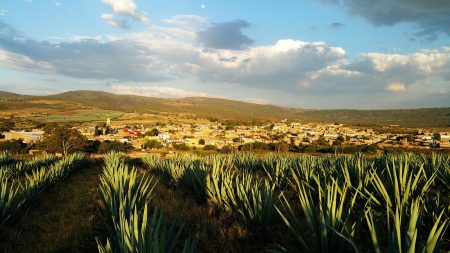 Agaves y Raíces: 121 marcas de mezcal, música, exposiciones y gastronomía