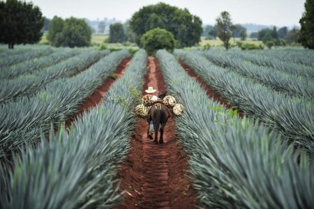 7 agaves mezcaleros utilizados para la producción de la poderosa bebida