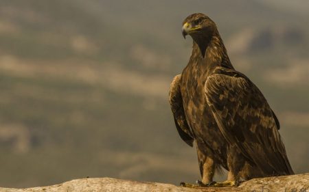 El águila real: símbolo de guerra, libertad y soberanía en México