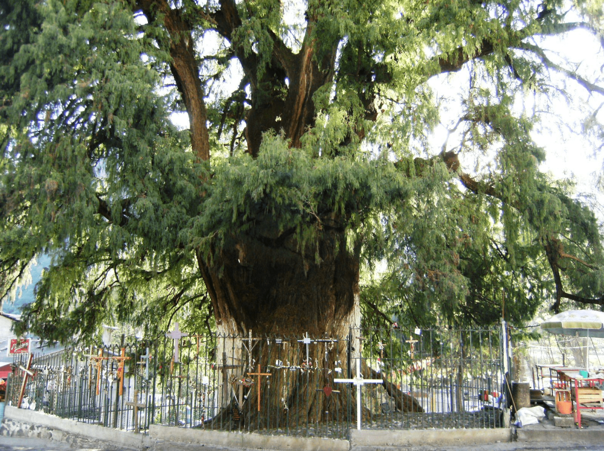 Arbol Del Ahuehete Ahuehuete de Chalma, 250 años de ser el observador de los fieles