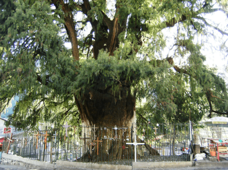 Ahuehuete de Chalma, 250 años de ser el observador de los fieles