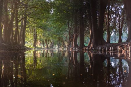 Ahuejote, el árbol sagrado de la Ciudad de México