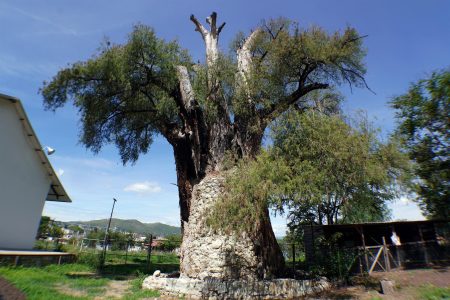 El Ahuelito: el sabino de más de 1,500 años de edad en Oaxaca