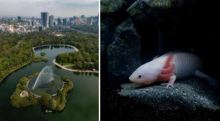 Hay 17 especies de anfibios y reptiles nuevos en el Bosque de Chapultepec