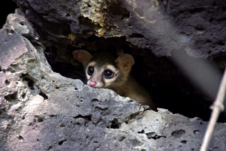 10 animales endémicos de México: tiernas criaturas que quizá no conocías