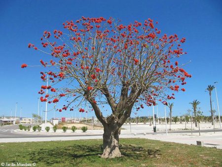 Árbol de colorín: propiedades, misticismo, gastronomía y arte