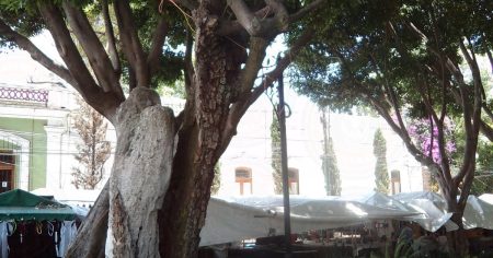 La leyenda sobre el tenebroso árbol de los colgados en el barrio del Tlalpan