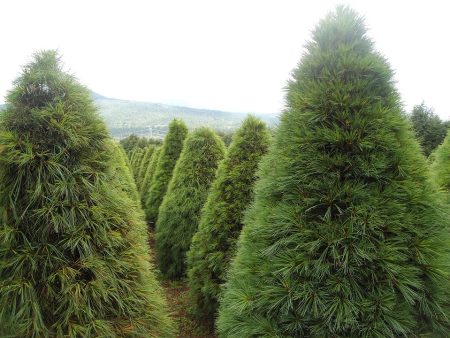 ¿Por qué te conviene rentar un árbol de navidad natural?