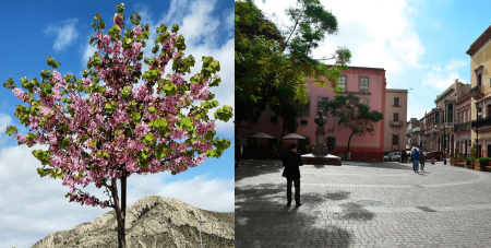 La leyenda del Árbol del Amor en Zacatecas te conmoverá