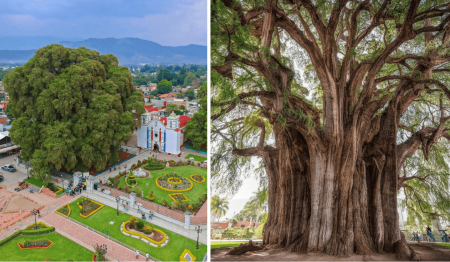 Este árbol milenario mexicano tiene el tronco más grande del mundo