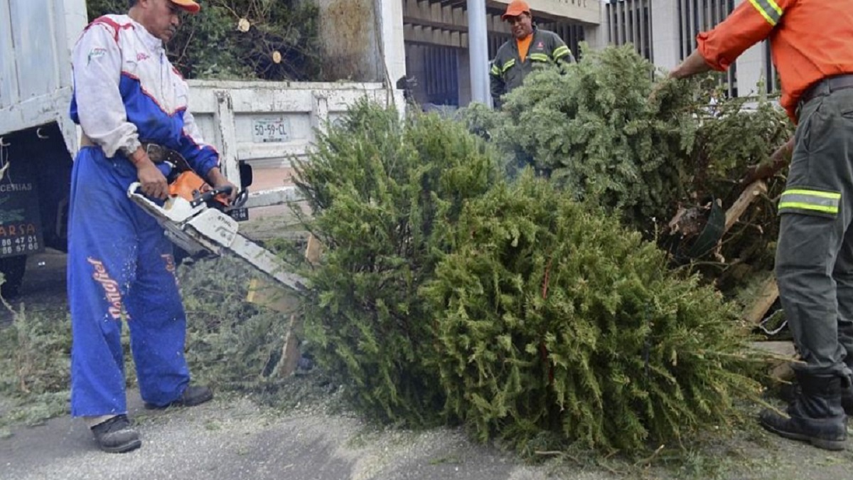 Árbol por Árbol 2024, lleva tu arbolito de navidad y recibe gratis otra planta