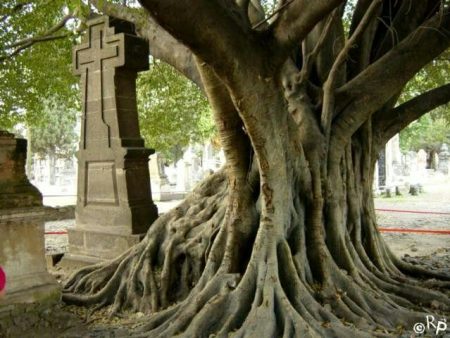 La escalofriante historia del árbol del vampiro de Guadalajara