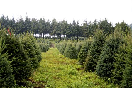 La CDMX te regala una planta a cambio de tu pino de navidad