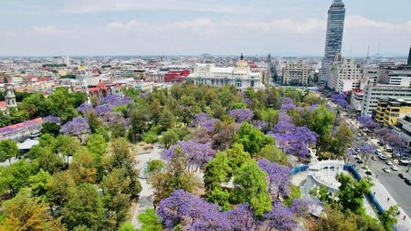 ¿El covid de los árboles de la CDMX? Qué sucede con esta pandemia silvestre