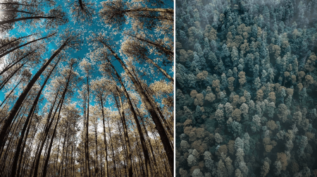 Estos son los árboles majestuosos que puedes encontrar en México