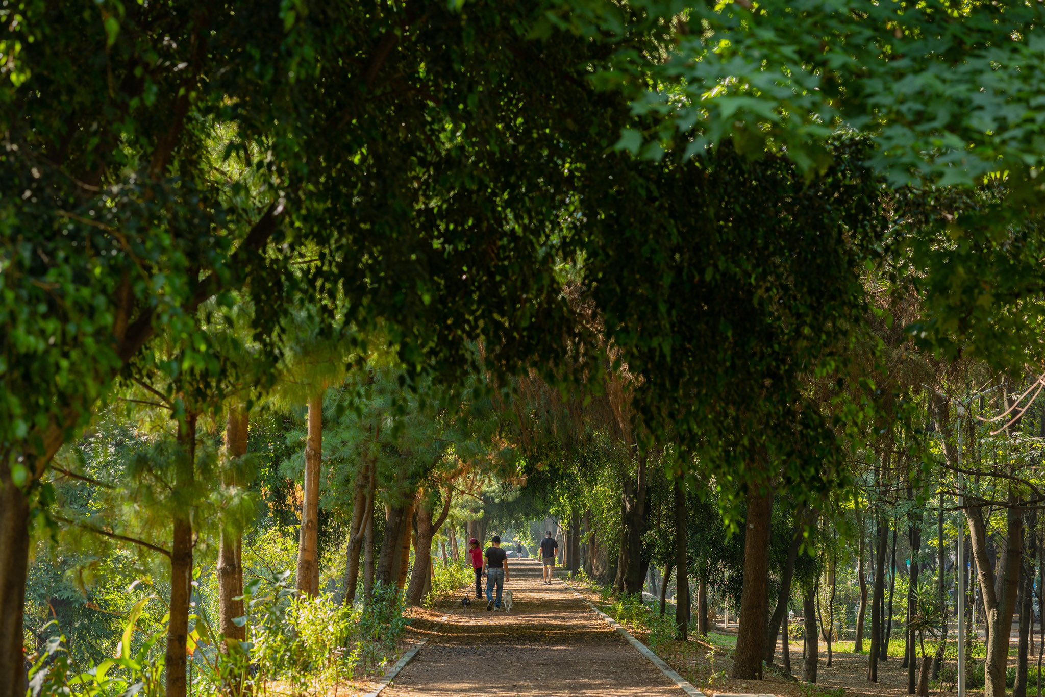 En CDMX se atienden más de 60 mil árboles y tú puedes contribuir al mapa de jacarandas