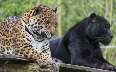 En México se inaugura una área natural protegida para felinos amenazados del sureste