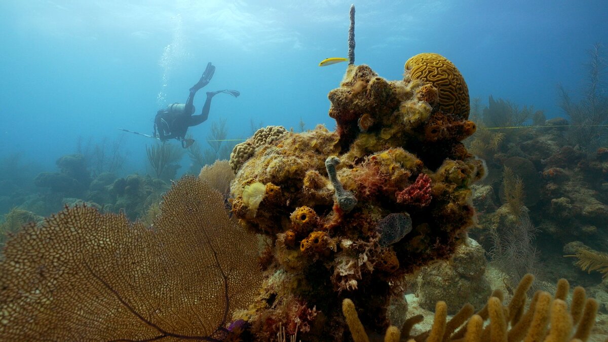 Tamaulipas descubre increíble arrecife natural y creará uno artificial este 2024