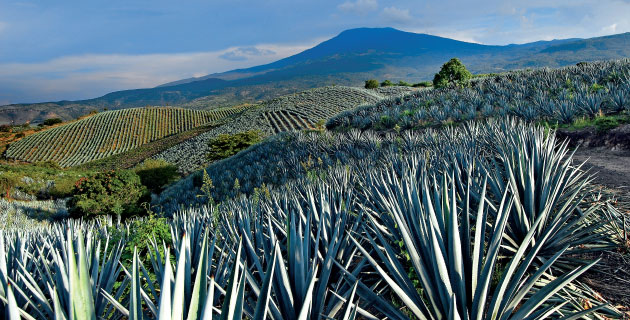 La Ruta del Mezcal en Puebla, una hermosa tierra de agaves y mezcalerías