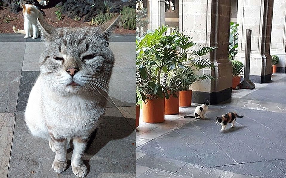 Los gatos de Palacio Nacional: una historia de amor felino