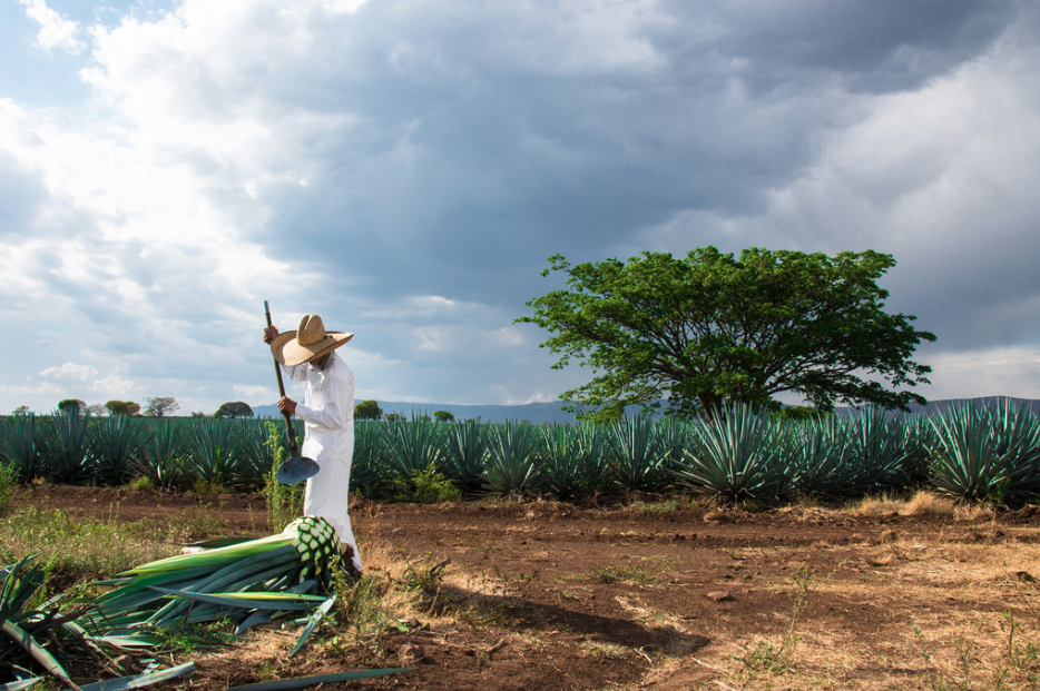 autopartes-de-ford-con-residuos-de-agave