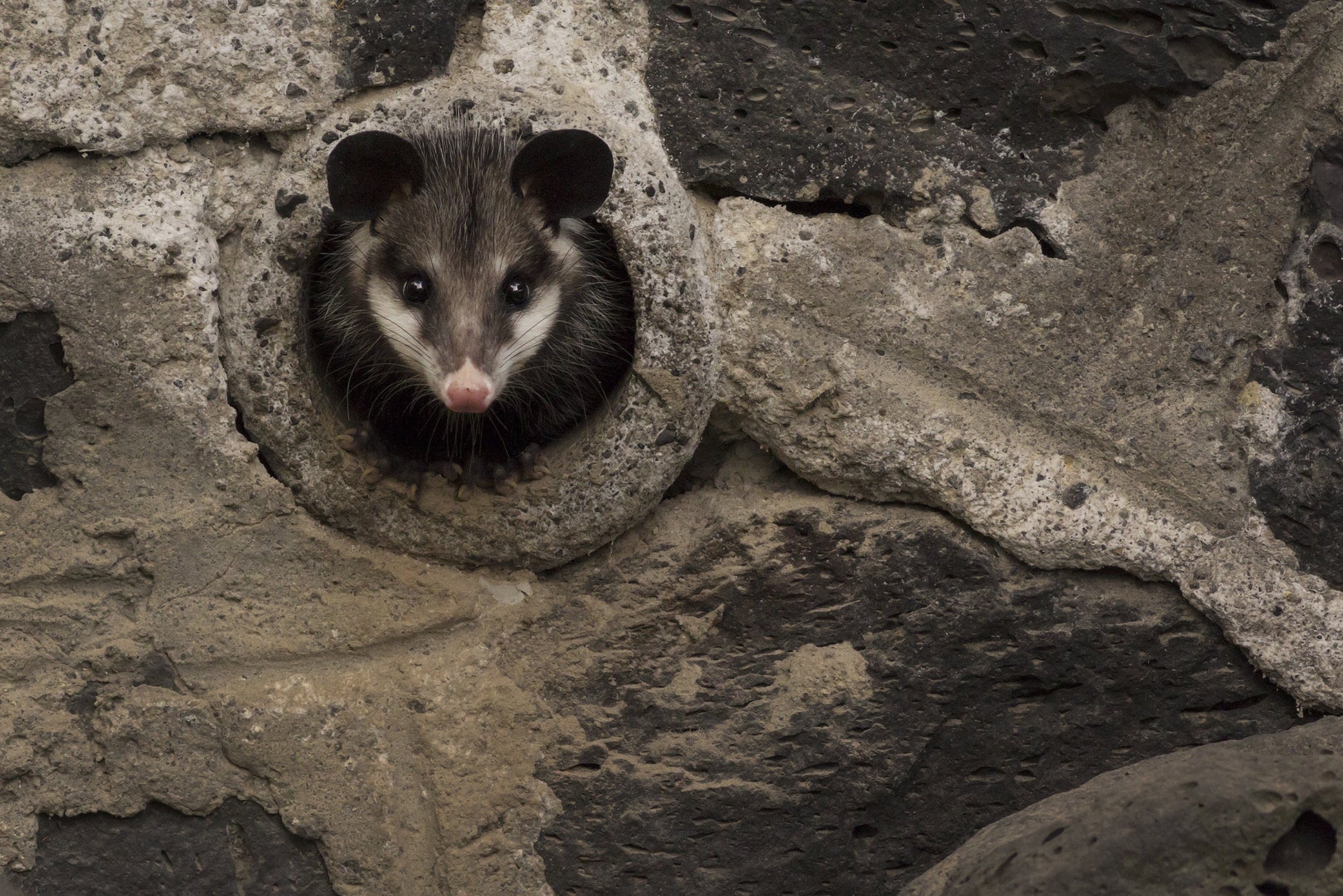 Varias especies de animales han regresado a la CDMX