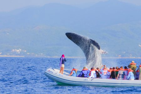 Avistamiento de ballenas, un espectáculo natural incomparable en Nayarit