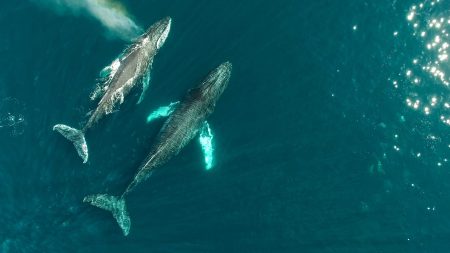 Guerrero Negro, “Santuario de Gigantes” paraíso de la ballena gris