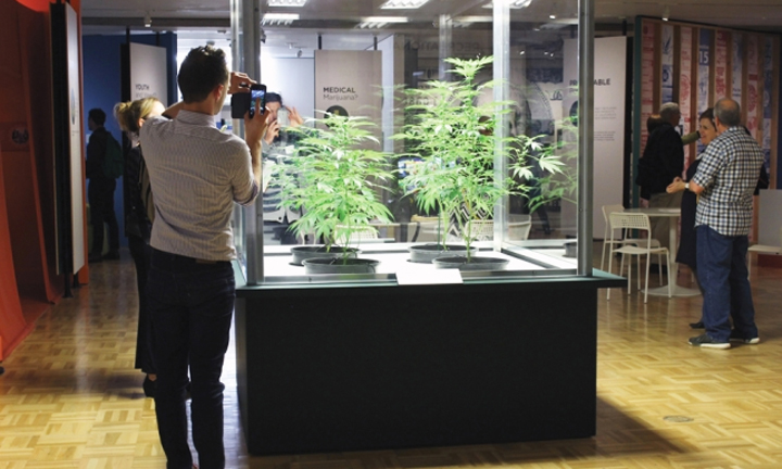 bibliotecas-de-cannabis-ciudad-de-mexico