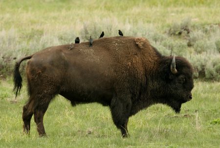 El bisonte americano regresa a México después de cien años