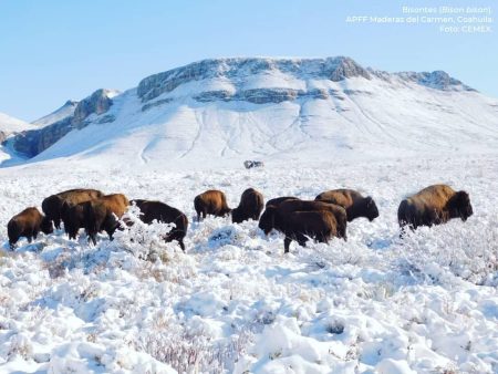 Bisontes llegan a Coahuila: la importancia de su conservación (FOTOS)