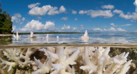 ¿Qué es el blanqueamiento de corales y cómo se relaciona con la crisis ambiental actual?