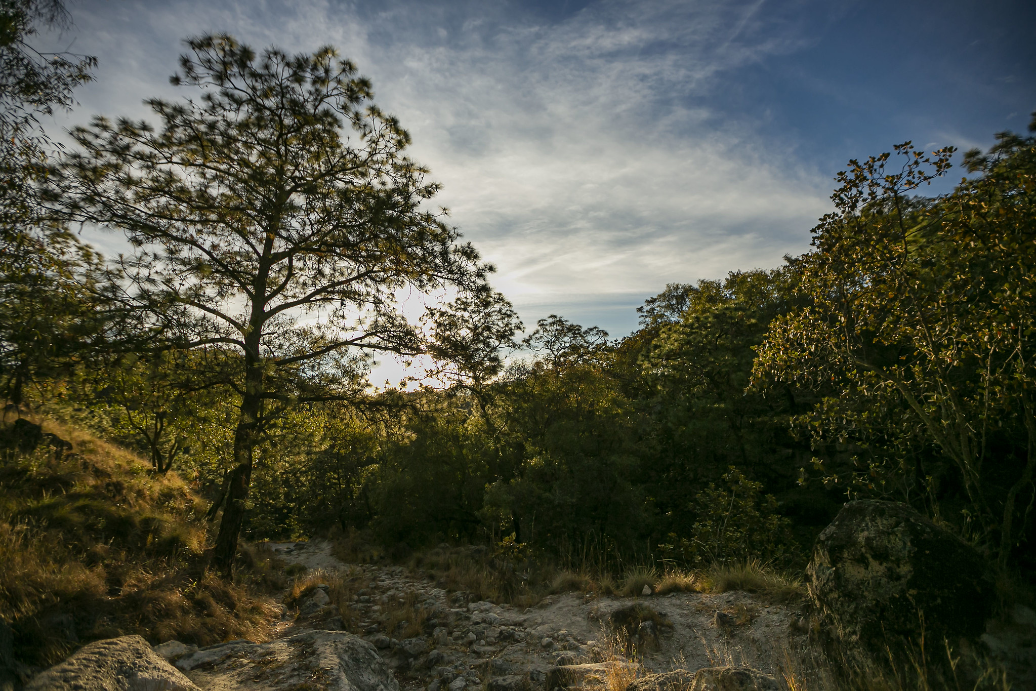 Bosque la Primavera, la espectacular Área Natural protegida de Jalisco