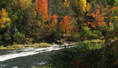 Los bosques de maple en México, la joya natural y endémica de Talpa de Allende