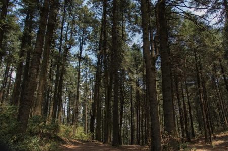 Bosque de Perlillas: el secreto mejor guardado de La Marquesa (con cabañas)